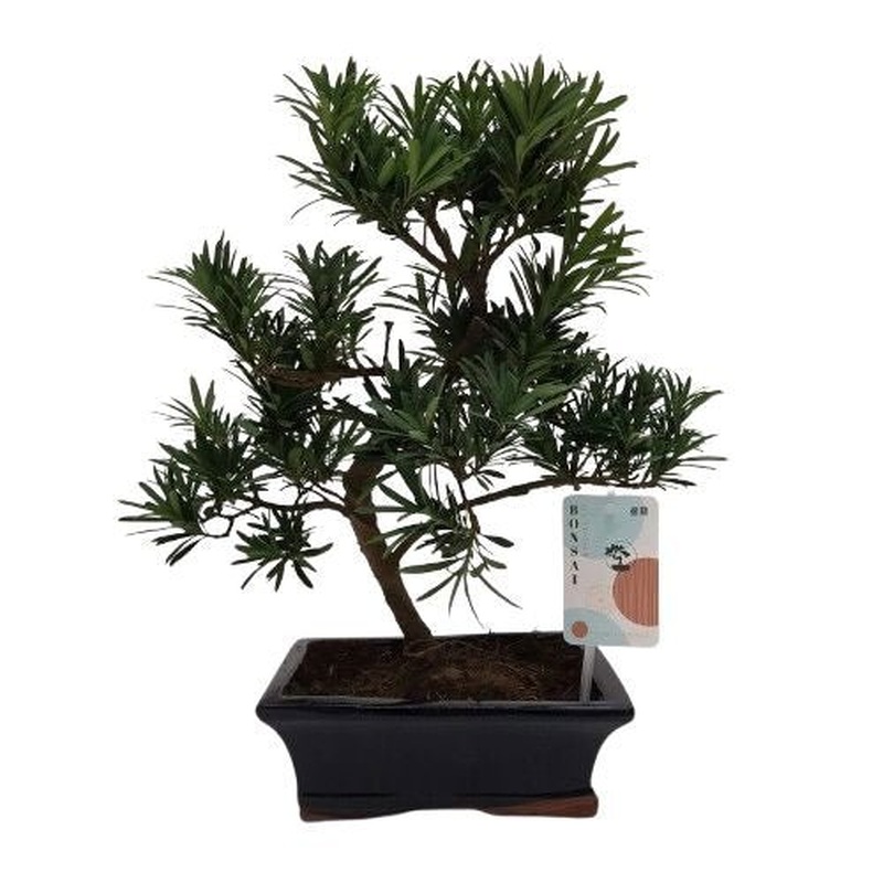 Luxury Podocarpus Bonsai Tree
