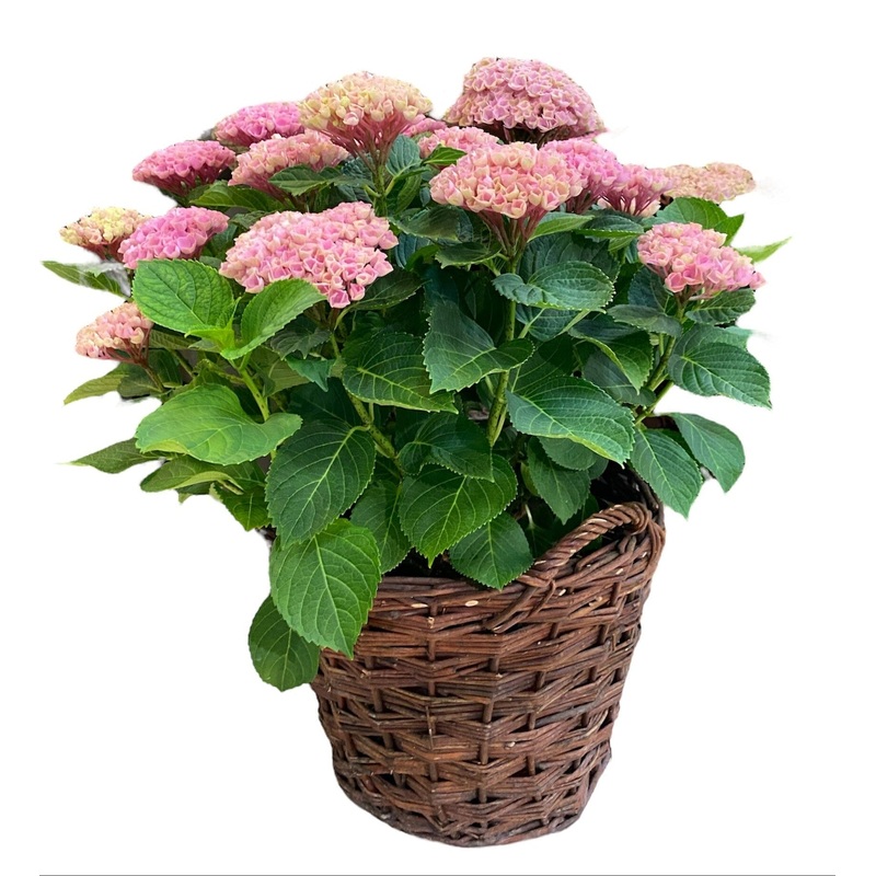 Luxury Magical Revolution Hydrangea Plant in Basket