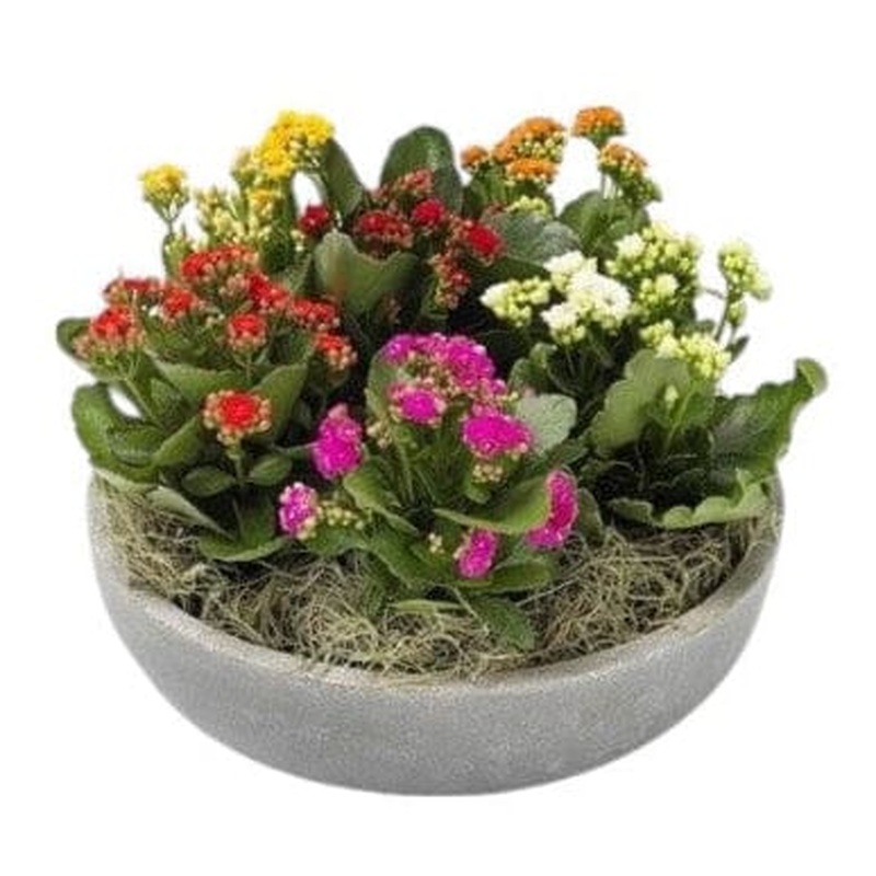 Kalanchoe in Ceramic Bowl