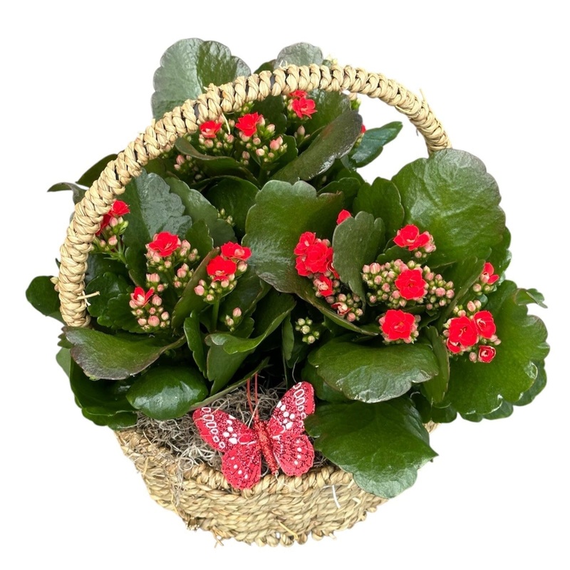 Kalanchoe Plants in Round Basket with Handle