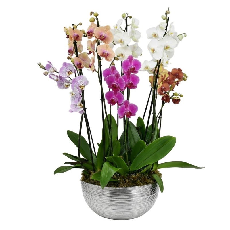 Multicolored Orchids in Round Ceramic Pot