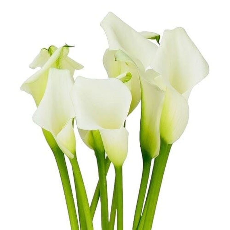 special order : bridal bouquet 15 calla lily + 10 white astilbe
