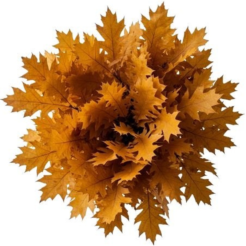 Yellow Oak Leaves Bouquet