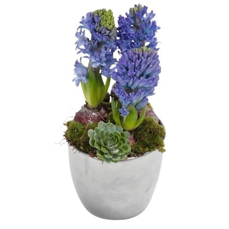 Hyacinth with Succulent in a Pot