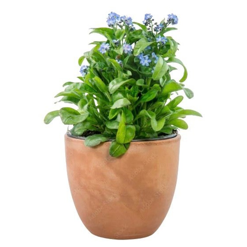 Blue Forget-Me-Not Plant in Pot