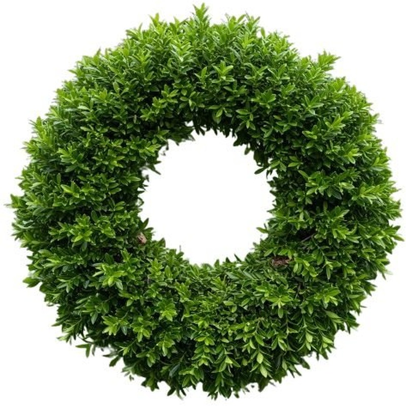 Green Baxus Door Wreath