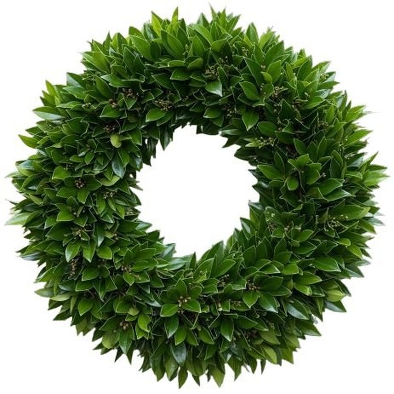 Shiny Leaves of Skimmia Wreath