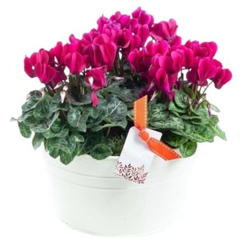 Cyclamen Trio Pot