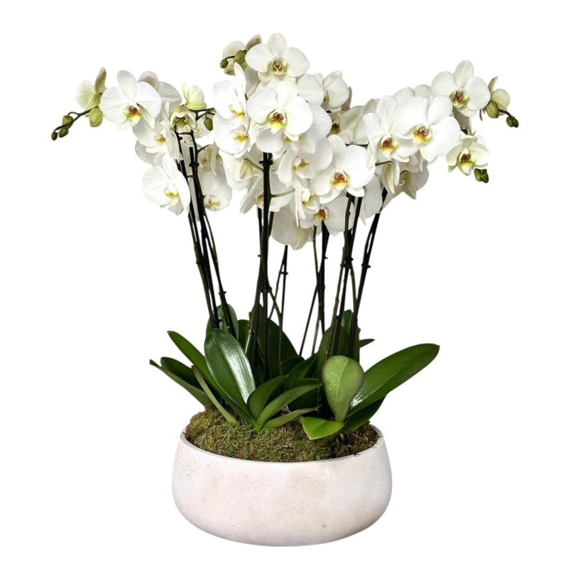 Luxury Phalaenopsis Orchids in Round Pot