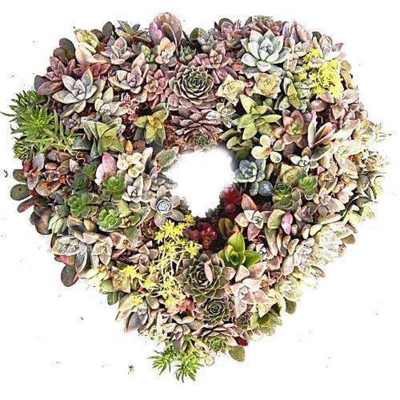 Natural Succulent Open Heart