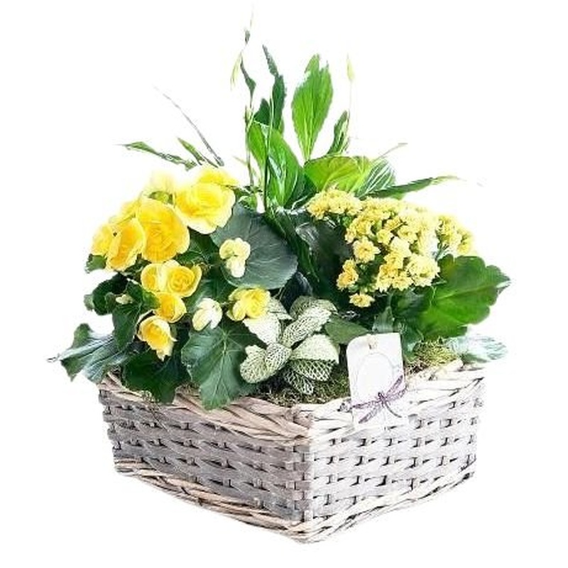 Mini Garden Gift Basket