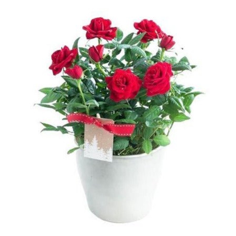 Mini Roses Ceramic Pot