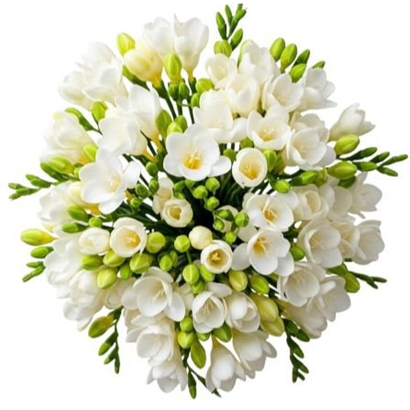 White Freesias Bouquet