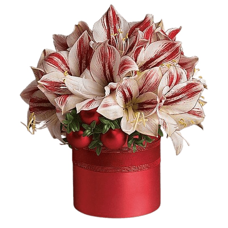 Amaryllis Festive Christmas Flowers Hat Box