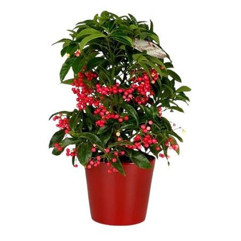Ardisia Crenata in  Ceramic Pot