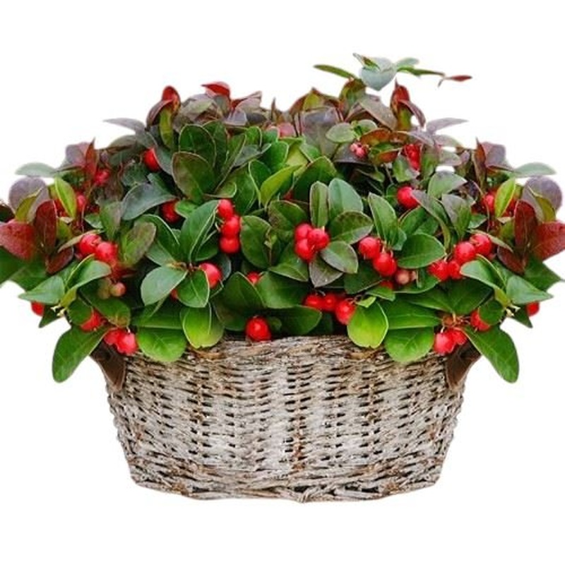 Basket of Glautheria  Big Berry