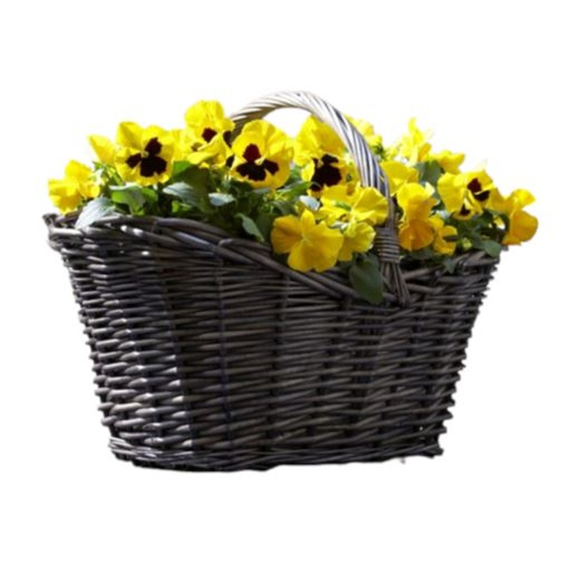 Basket of Viola