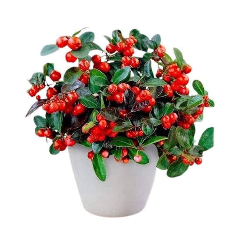 Big Berry Glautheria in a Pot