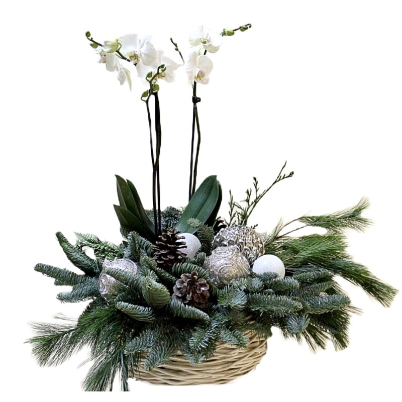 Christmas Phalenopsis Orchids Arrangement with Spruce