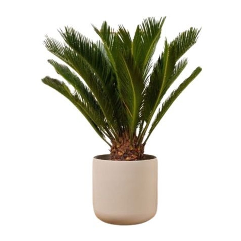 Cycas Revoluta in Ceramic Pot