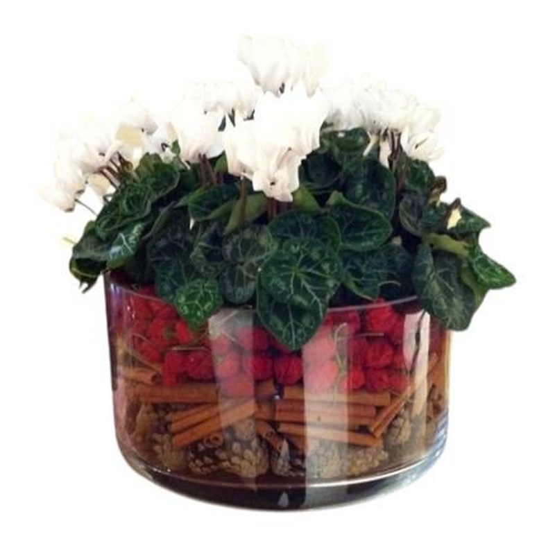 Cyclamen Glass Pot  Christmas Arrangement