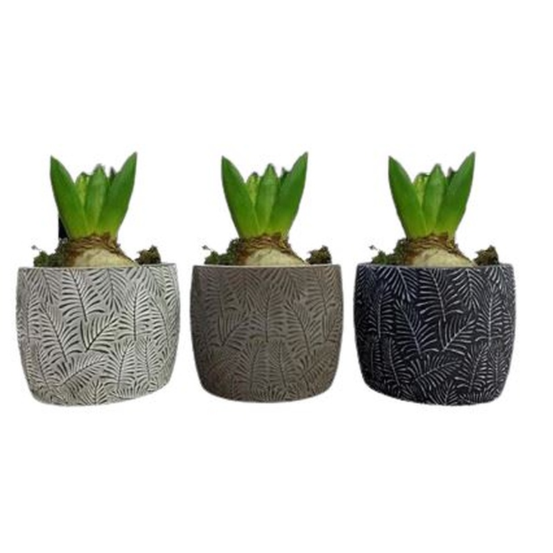 Fragrant Hyacinth Trio