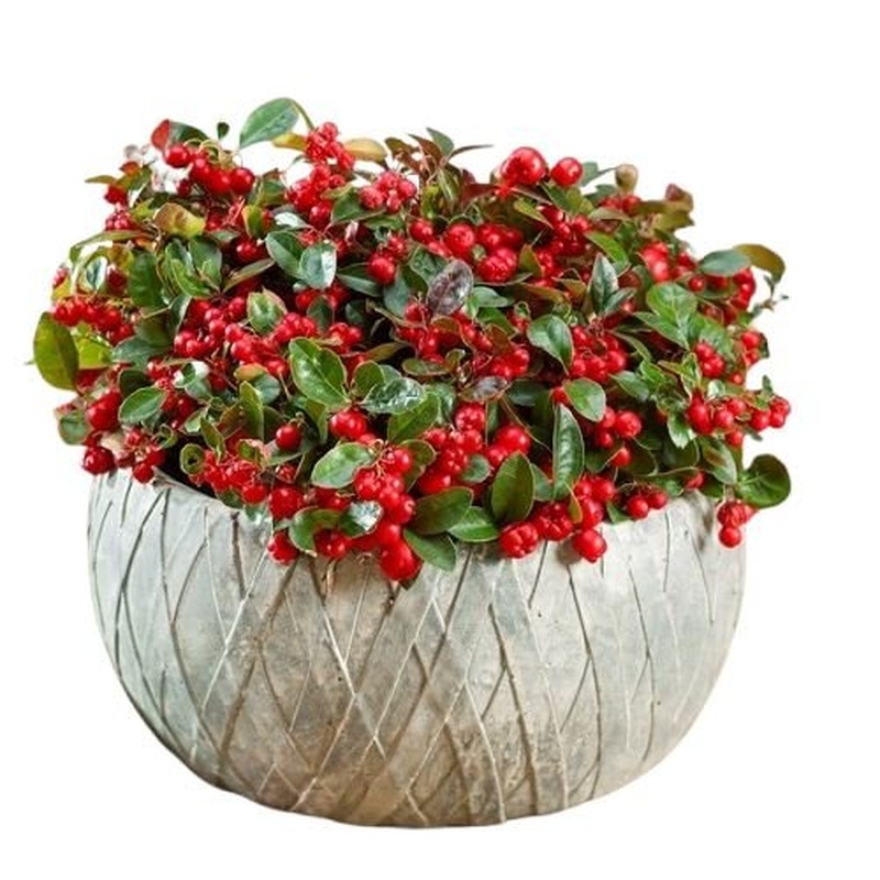 Gaultheria Big Berry in Ceramic Pot