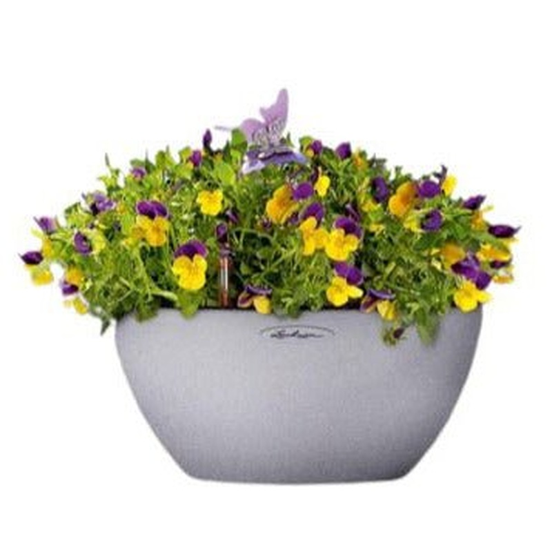 Mini Viola in Pot