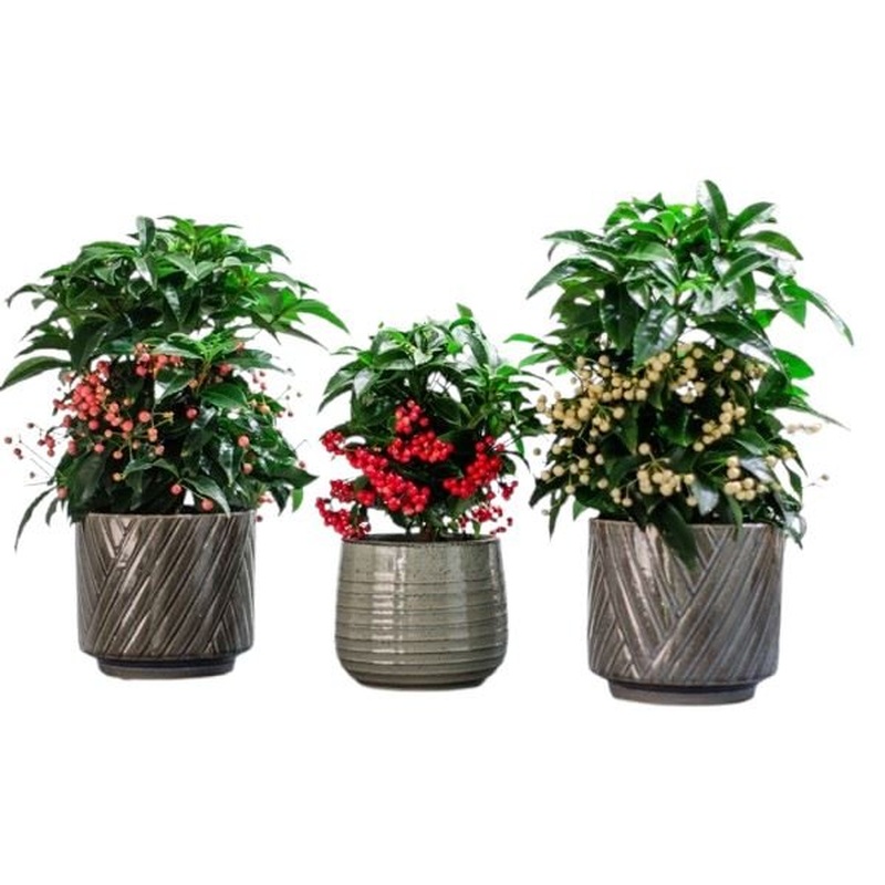 Set of Palete Ardisia Crenata in Ceramic Pot