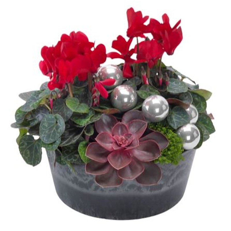 Xmas Cyclamen Glass Pot