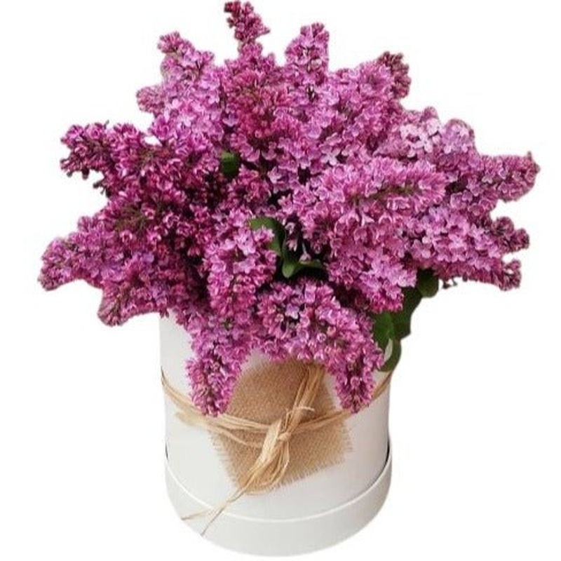 Scented Lilac Flower Box