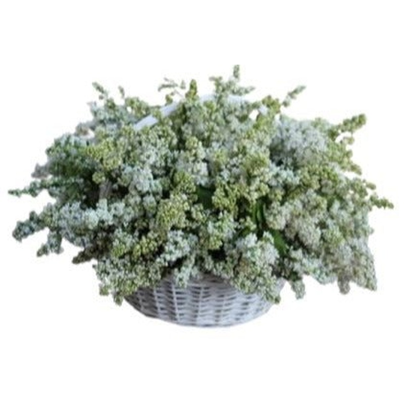 Amazing White Lilac in Basket