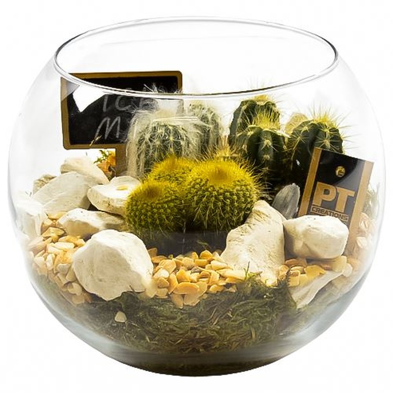 Cactus Terrarium in Glass Bowl