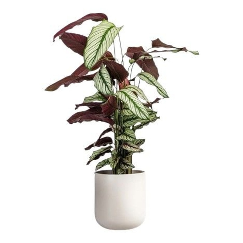 Calathea Majestica Whites in Pot