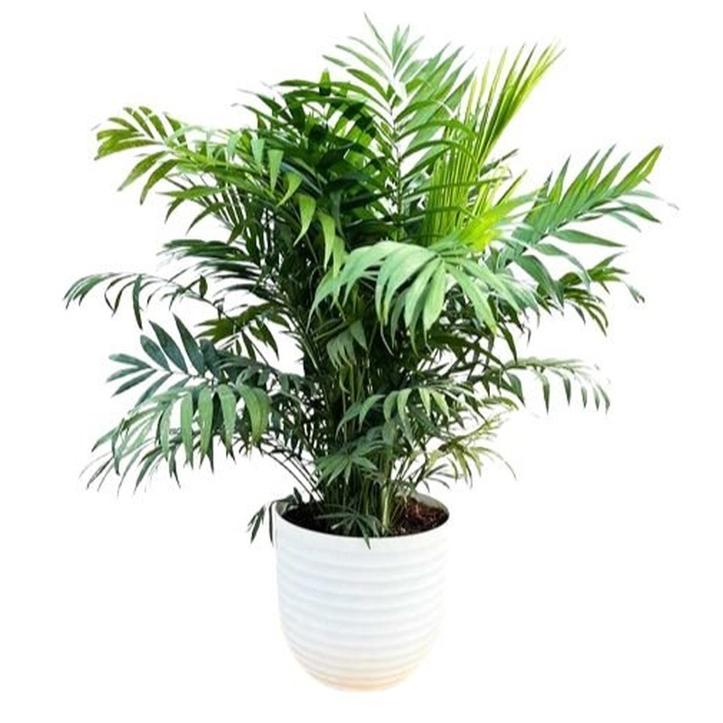Chamaedorea Elegans in Pot