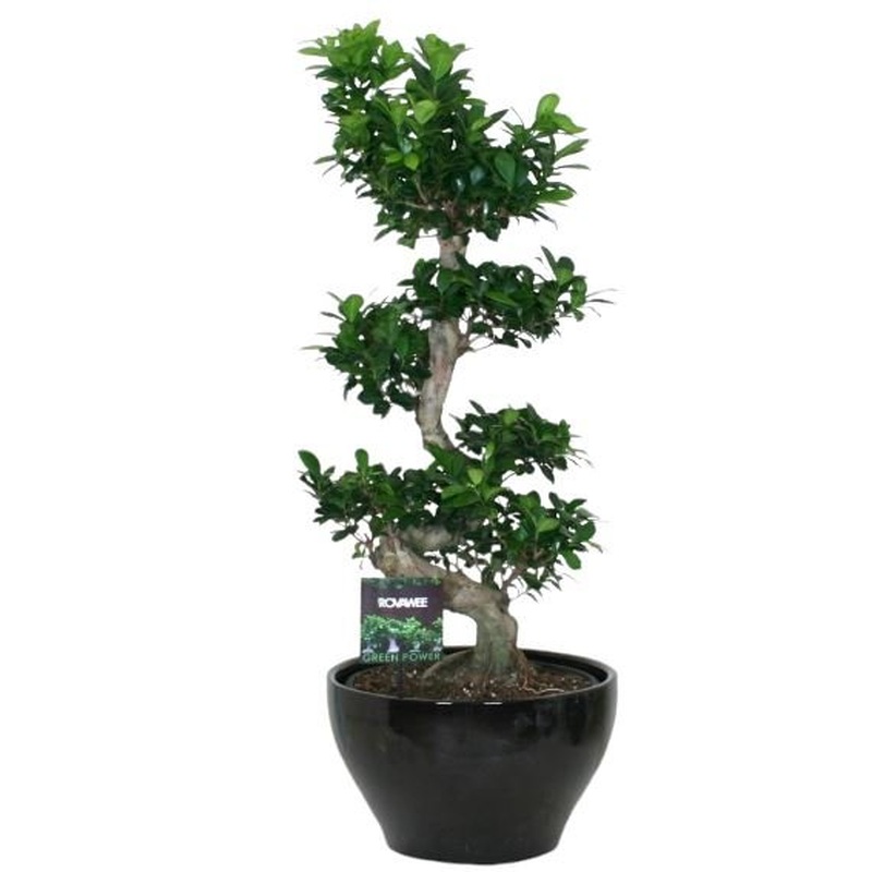 Ficus Ginseng 95cm
