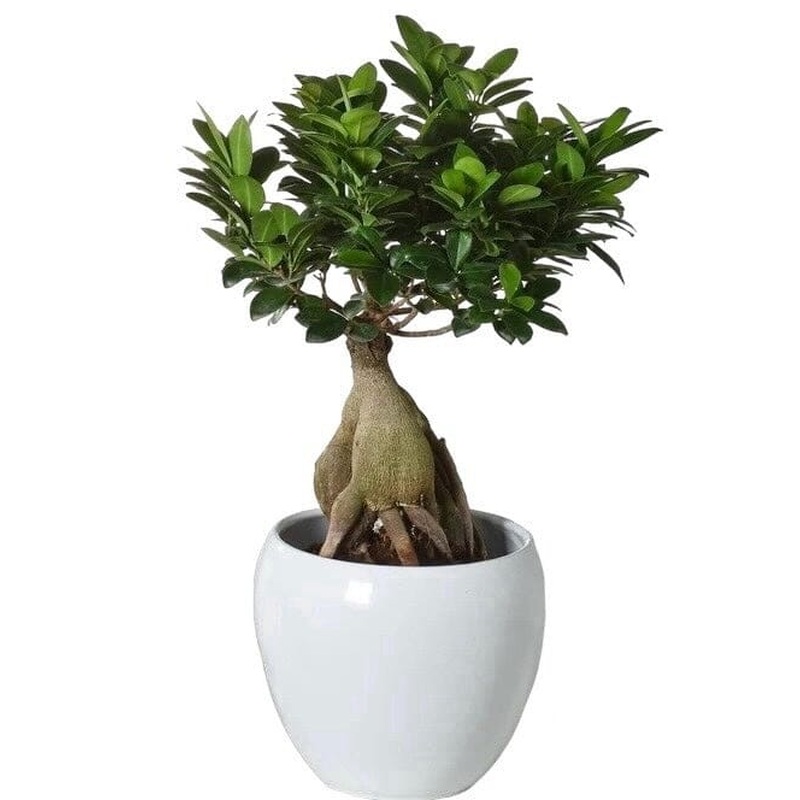 Ficus Microcarpa Bonsai Tree 45cm