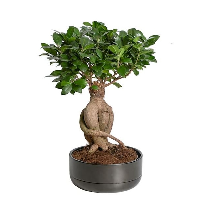 Ficus Microcarpa H:35cm