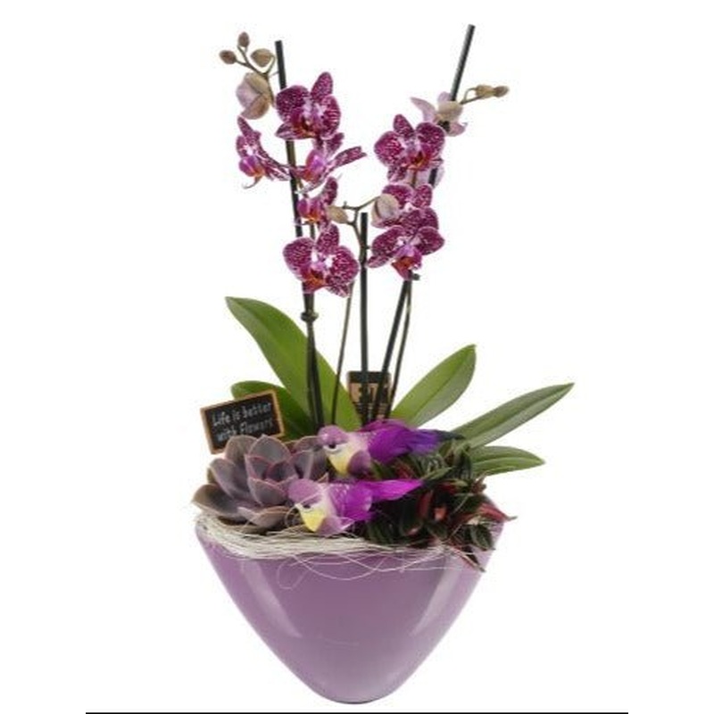 Luxury Phalenopsis Orchids Gifts with Succulent in Pot