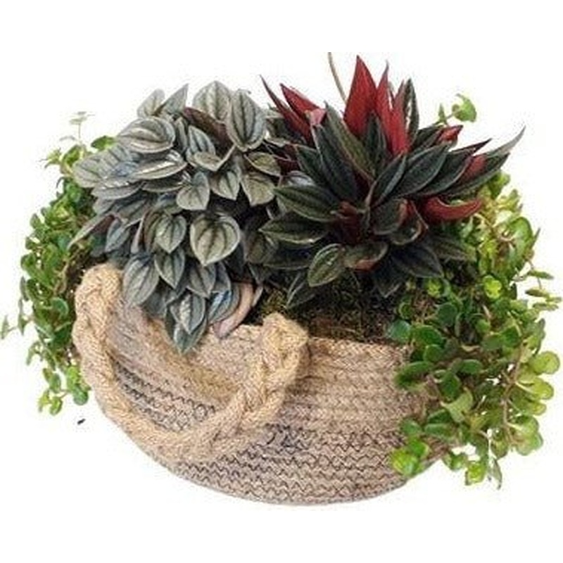 Mix Peperomia Plant with Jute Basket