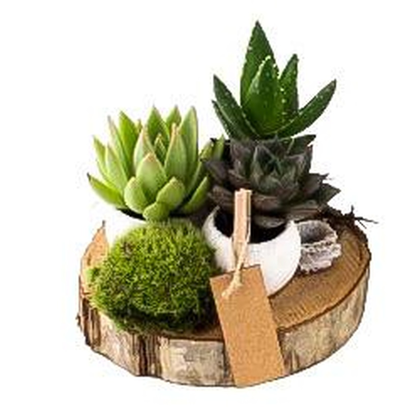 Trio Pot Succulent on Wood