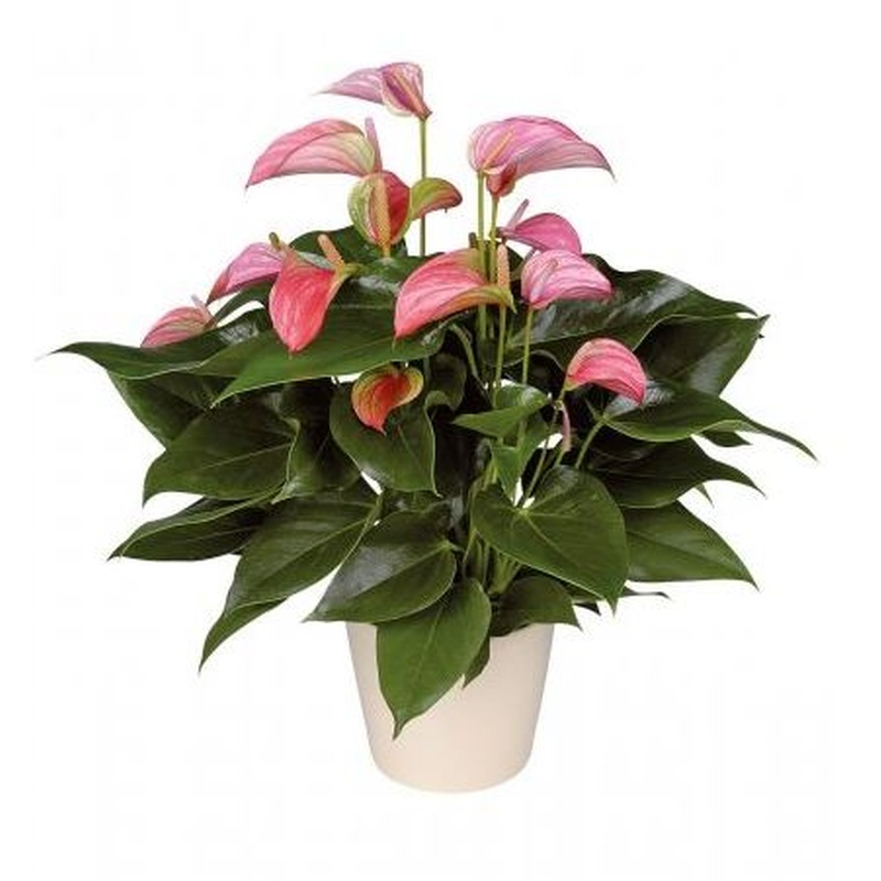 Luxury Anthurium Ceramic Pot