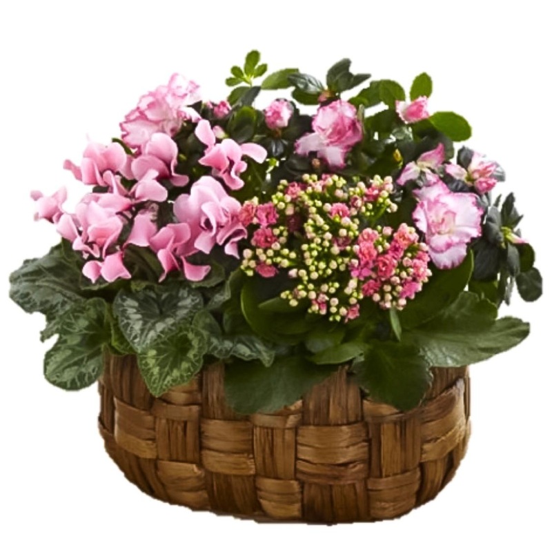 Trio Flowering Plant in Basket