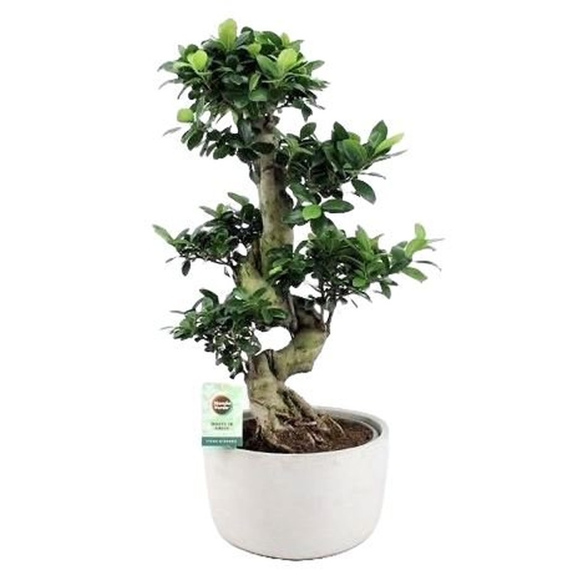 Ficus Ginseng Microcarpa 65cm