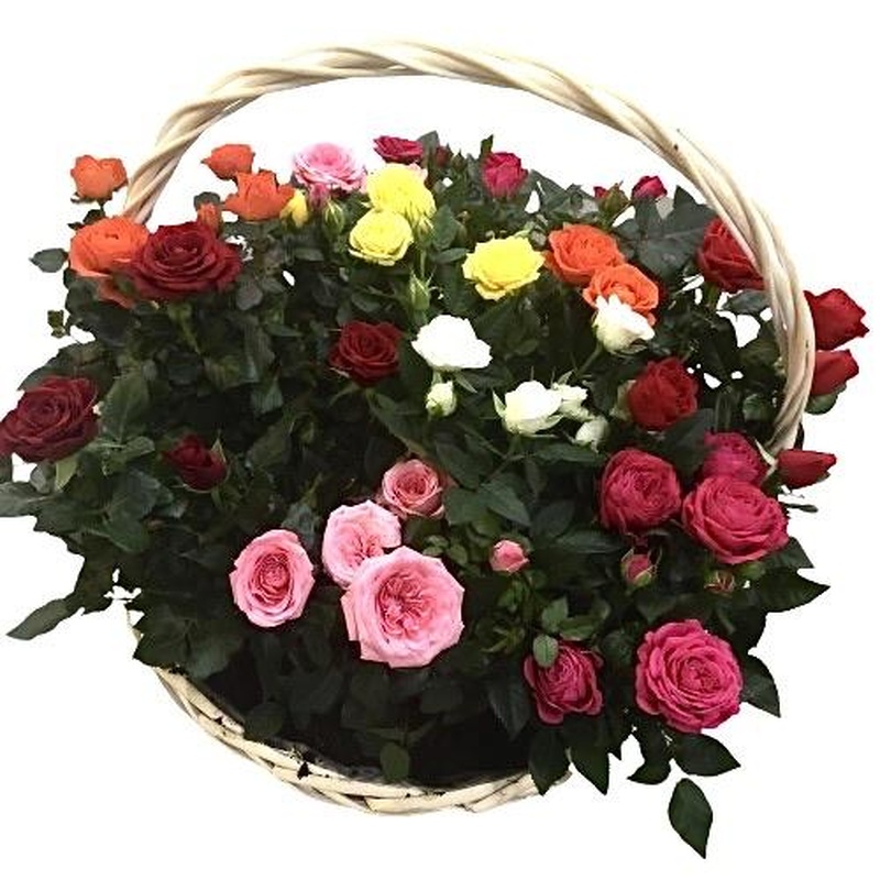 Lovely Mini Roses Plant in Basket