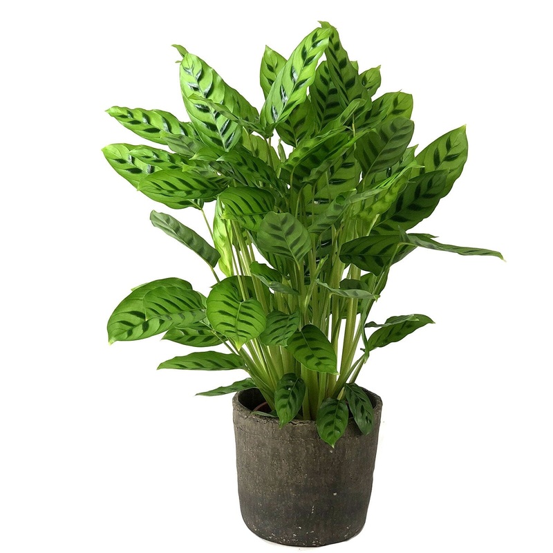 Calathea Leopardina in Pot