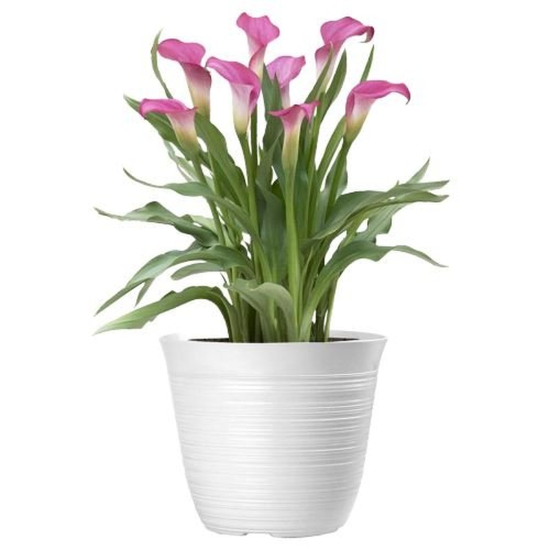Calla Lily Ceramic Pot