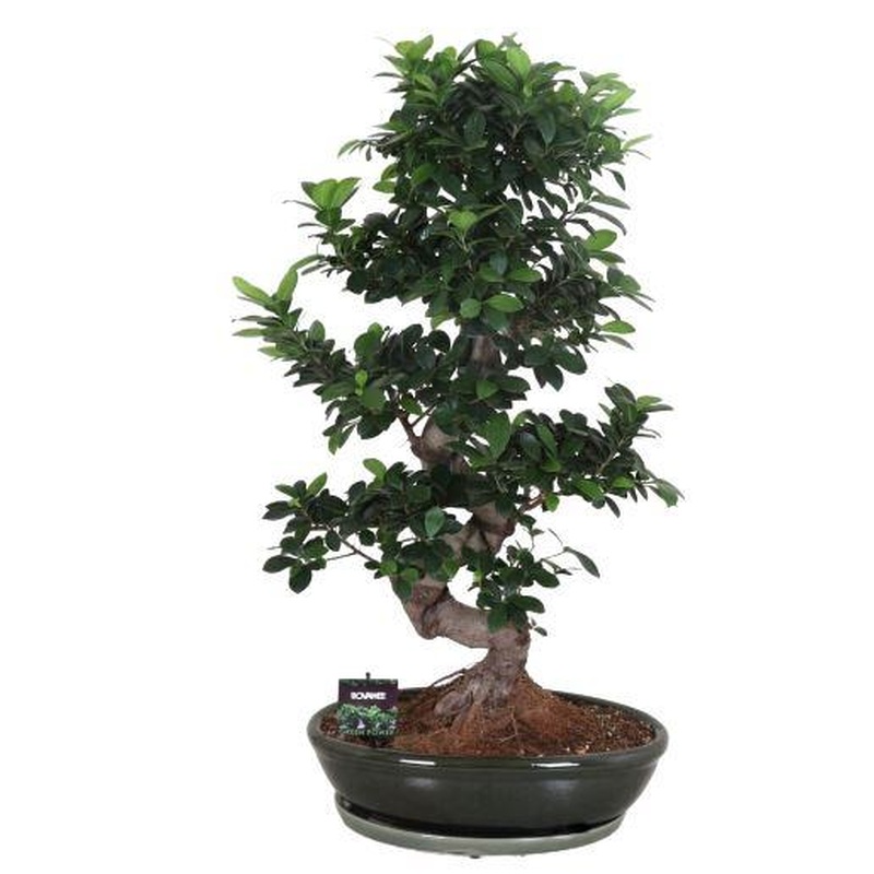 Ficus Microcarpa Ginseng 110cm