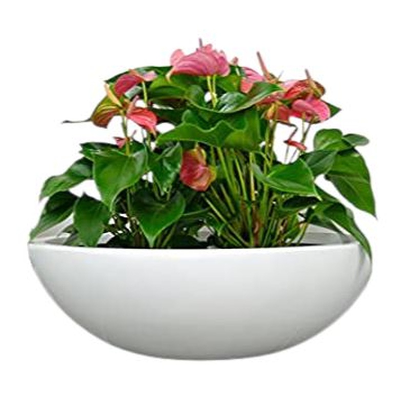 Mini Anthurium in Oval Ceramic Pot
