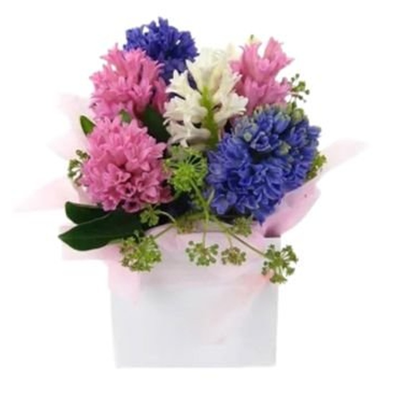 Colored Hyacinths in a Box